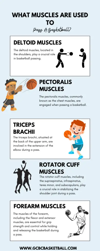 What Muscles Are Used To Pass A Basketball? - GCBCBasketball Blog